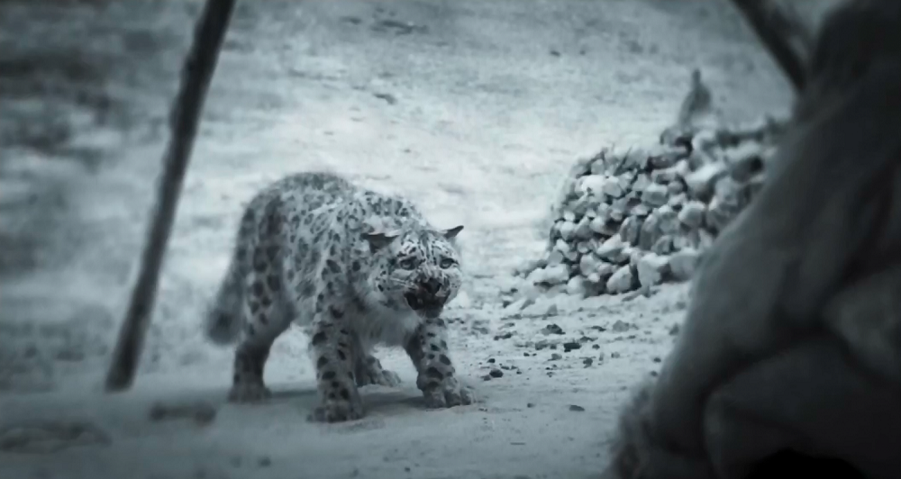 萬瑪才旦導演的作品：雪豹，即將於8月底在威尼斯電影節上映！